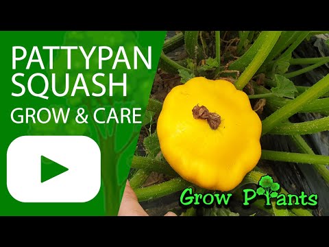 image-Is patty pan squash a bush or vine?