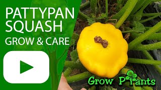 Pattypan squash - grow, care & eat (Scallop squash)