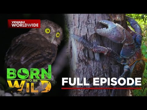 Coconut Crab Claws’ Strength and Cebu Boobook Sound | Born To Be Wild (Full Episode)