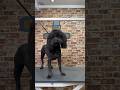 Doggy Daily Episode 161 Rio The Puli Puli Doggrooming Doggystyling