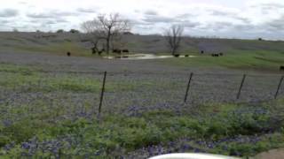 preview picture of video '2012 Ennis Bluebonnets | Mach Road'