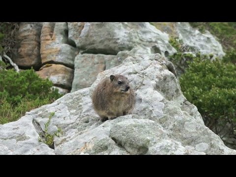 What is a Dassie?  Are they really related to elephants?