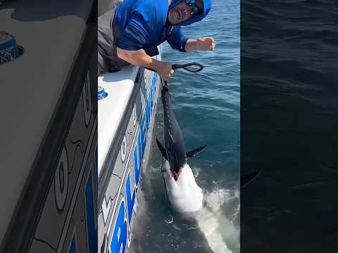 Give Me Back My Tuna! 🦈 #shark #fishing