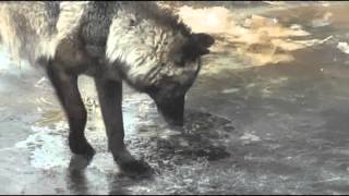 preview picture of video 'International Wolf Center 4 April 2013 - A Slow Melt'