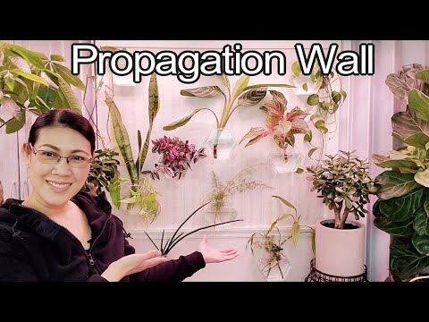 Propagation Wall | Glass Propagation Station | NJ and TX Garden