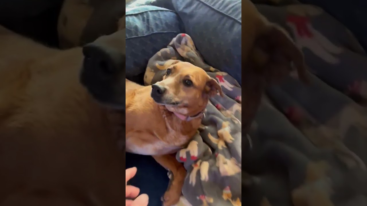 Enlarge Peach, a Adoptable mixed breed in Denver , CO video 3/6