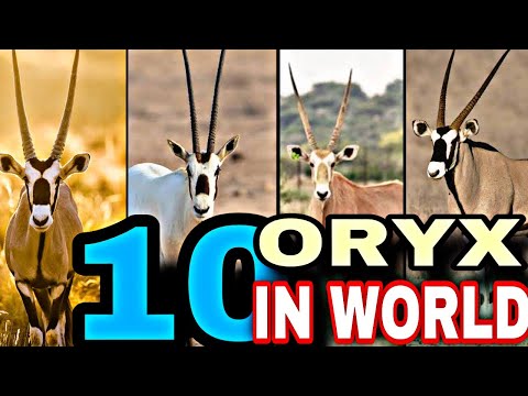 Top 10 oryx in the world||10 Most Fascinating Oryx Species in the Wild|| 10 Most Iconic Species