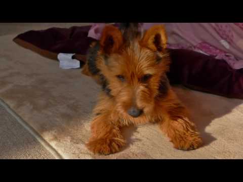 オーストラリアンテリア