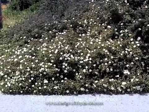 Cistus salviifolius - Sage Leaf Rockrose