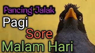 Download lagu BUKA SUARA | Masteran Jalak Kebo Mata Kuning,Putar Suara Ini Pagi Sore Dan Malam Hari.Di Jamin Gacor mp3
