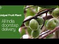 Jolpai | Ceylon Olive | Fruit Plant
