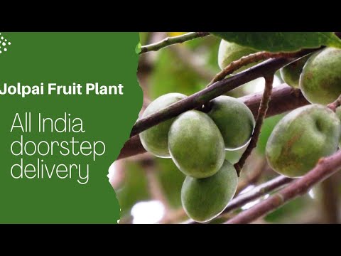 Jolpai | Ceylon Olive | Fruit Plant