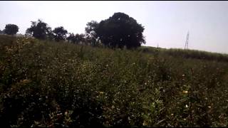 Farm Land of India, Mohad Kareli, Madhya pradesh India Year 2014 #askdushyant