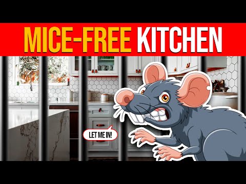 YouTube video about: How to protect furniture from mice?