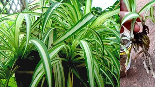 Spider plant (Chlorophytum comosum) care and propagation #ChlorophytumComosum #SpiderPlant