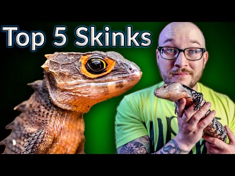 Top 5 BEST Pet Skinks | Potato Parade
