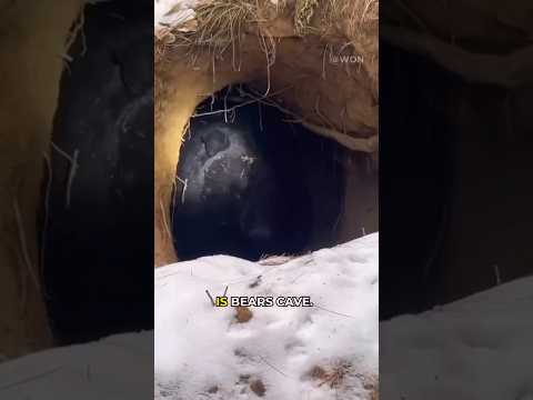Why Do BEARS Hibernate? #shorts #bear
