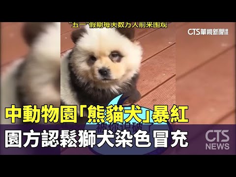 中動物園「熊貓犬」暴紅　園方認鬆獅犬染色冒充