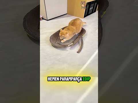 Sahibini Pahalı Terlik Masrafına Sokan Yaramaz KEDİ! 🐱💸