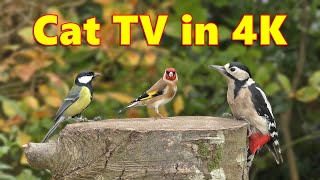 Videos for Cats ~ Cat and Dog TV 4K Spectacular ⭐ 8 HOURS ⭐