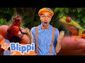 Blippi Explores Speckled Frogs In The Rainforest Blippi Educational Videos For Toddlers
