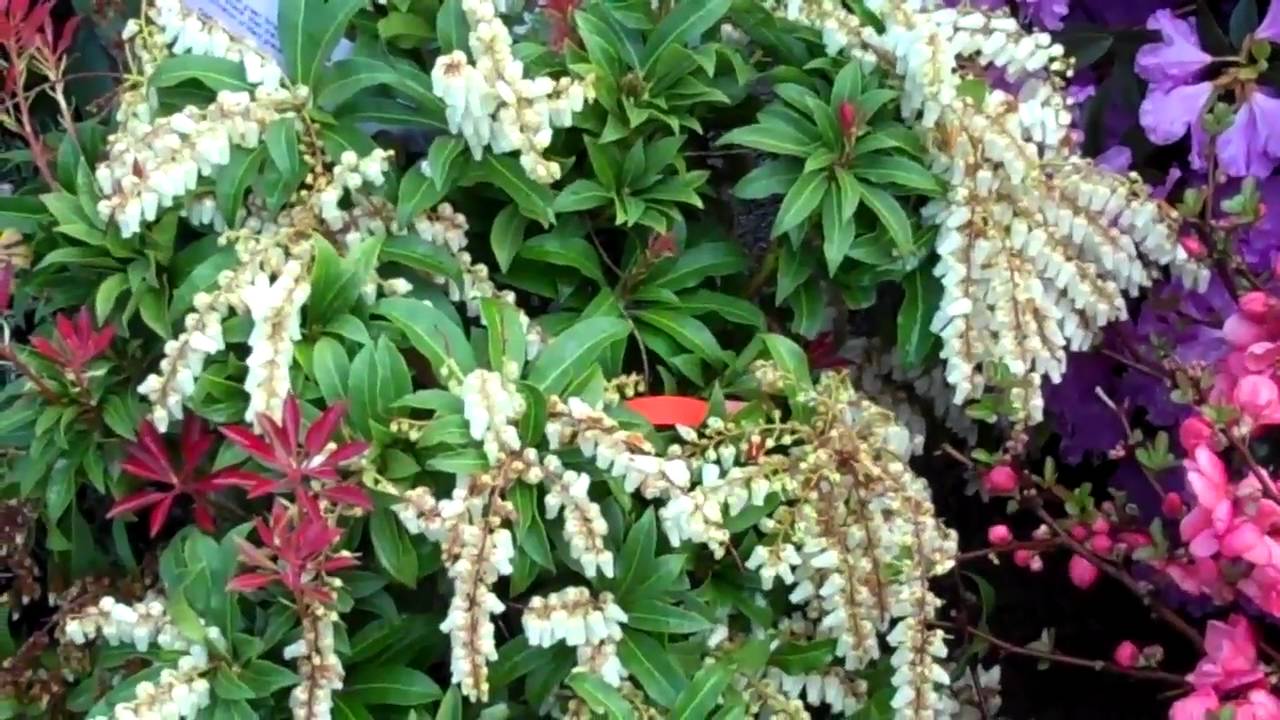 Plants of the Week, Early May thumbnail