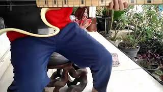 Download lagu Bomerang kisah bass cover mp3