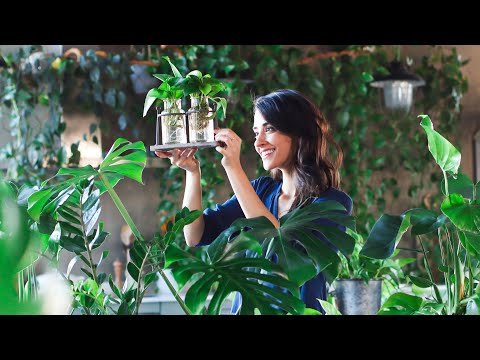 How to Easily Propagate Different Indoor Plants