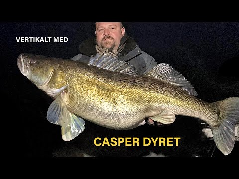 NY VIDEO: VERTIKALT EFTER GEDDE OG SANDART MED CASPER DYRET