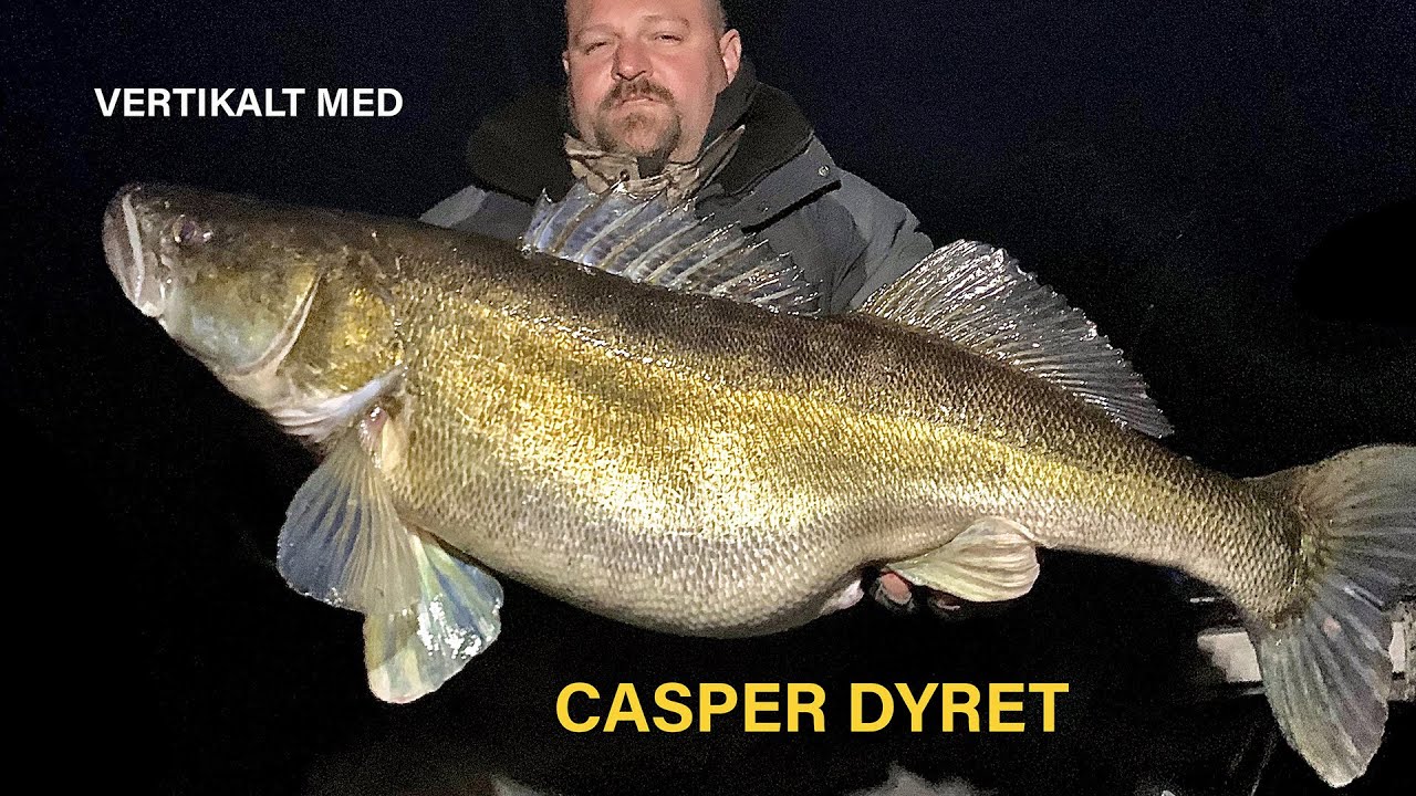 NY VIDEO: VERTIKALT EFTER GEDDE OG SANDART MED CASPER DYRET