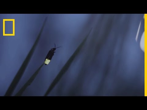 Female fireflies attract males to devour them
