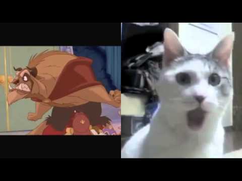 omg cat go ahead and starve beauty and the beast oomph moment