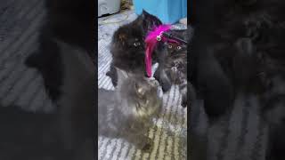 The Addams Family litter playing! 8 week old Maine Coon kittens! #cat #mainecoon