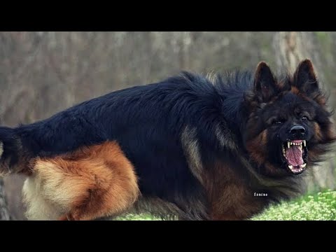 Top 4 dogs that can die for his Owner #dog #pitbulldog