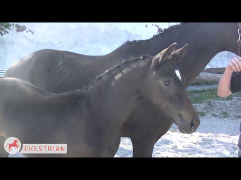 Filly - Fuerst Samarant x Darina K (Sandro Hit)