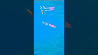 Download lagu Begini Caranya Cumi-cumi mengejar Umpan #fishing #mancing #cumi mp3