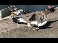 Birds Two Equally Strong Seagulls Fight Loudly For A Fish