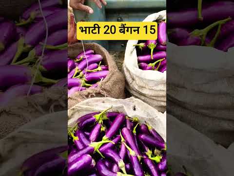 bhati 20 baigan 15 rs kg #trending #shortvideo #shorts #trendingshorts #viral #viralvideos #indian