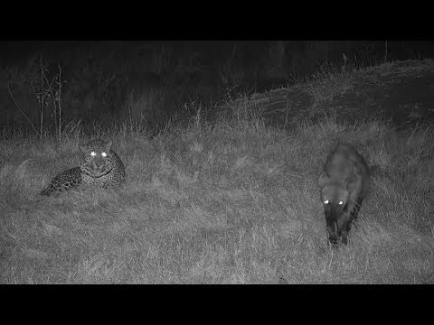 Djuma: Leopard-Hosana male with Hyena visitor  - 01:40- 06/23/19