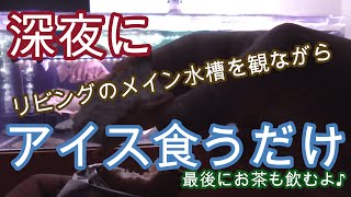 深夜にメイン水槽を観ながら、アイスクリームを食べるだけの謎動画【熱帯魚,アクアリウム,アロワナ,ダトニオ,スネークヘッド,ナマズ,淡水エイ】