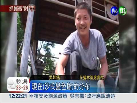 沙氏變色蜥危害生態 誠徵神射手!