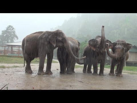 For An Elephant, Rain Is A Celebratory Moment! - ElephantNews