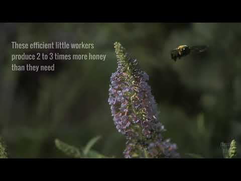 The beauty of Pollination - Moving Art - Amazing Creatures - Love Bees - Informative Video