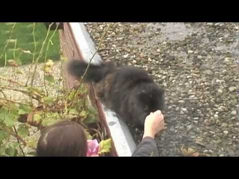 In memoriam of my Persian cat Zohra