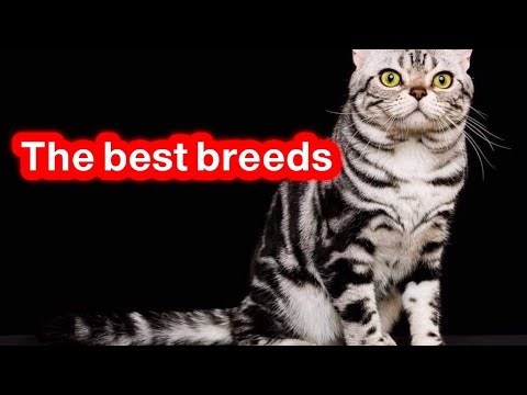 Characteristics of the American shorthair cat /One of the best cats