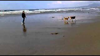 preview picture of video 'Neo, logan y paula en playa la mision.'