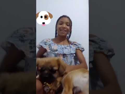 El tag de la mascota/El mundo de waleska