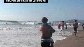 preview picture of video 'Tiburon en la orilla de playa de La Serena (24_01_10)'
