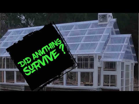 What's Growing In The Greenhouse