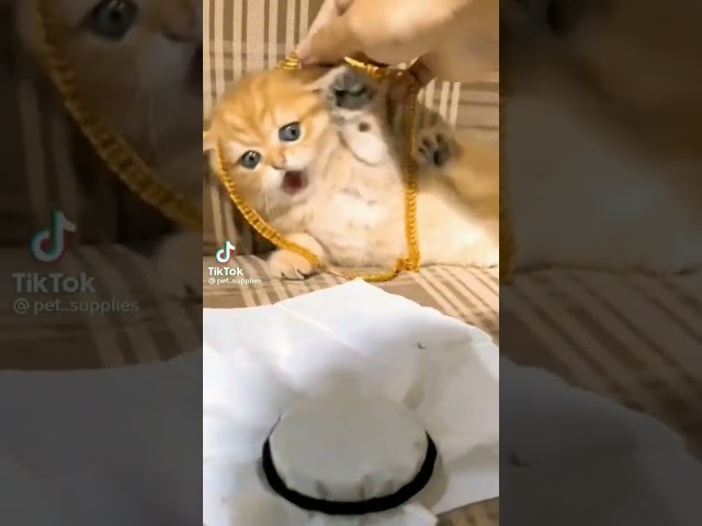 Vídeo relacionado con SPOTTED DOG GIFT COMPANY Paños de Cocina con Gatos Bonitos, Juego de 2 Trapos de Algodón 100% Absorbentes 50 x 70cm, Accesorios Cocina Originales, Regalos para Amantes de los Gatos